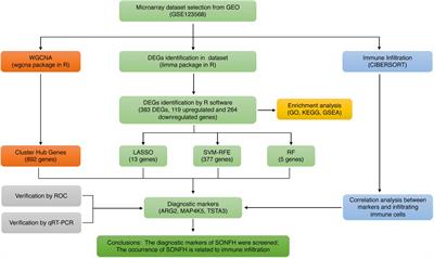 ARG2, MAP4K5 and TSTA3 as Diagnostic Markers of Steroid-Induced Osteonecrosis of the Femoral Head and Their Correlation With Immune Infiltration